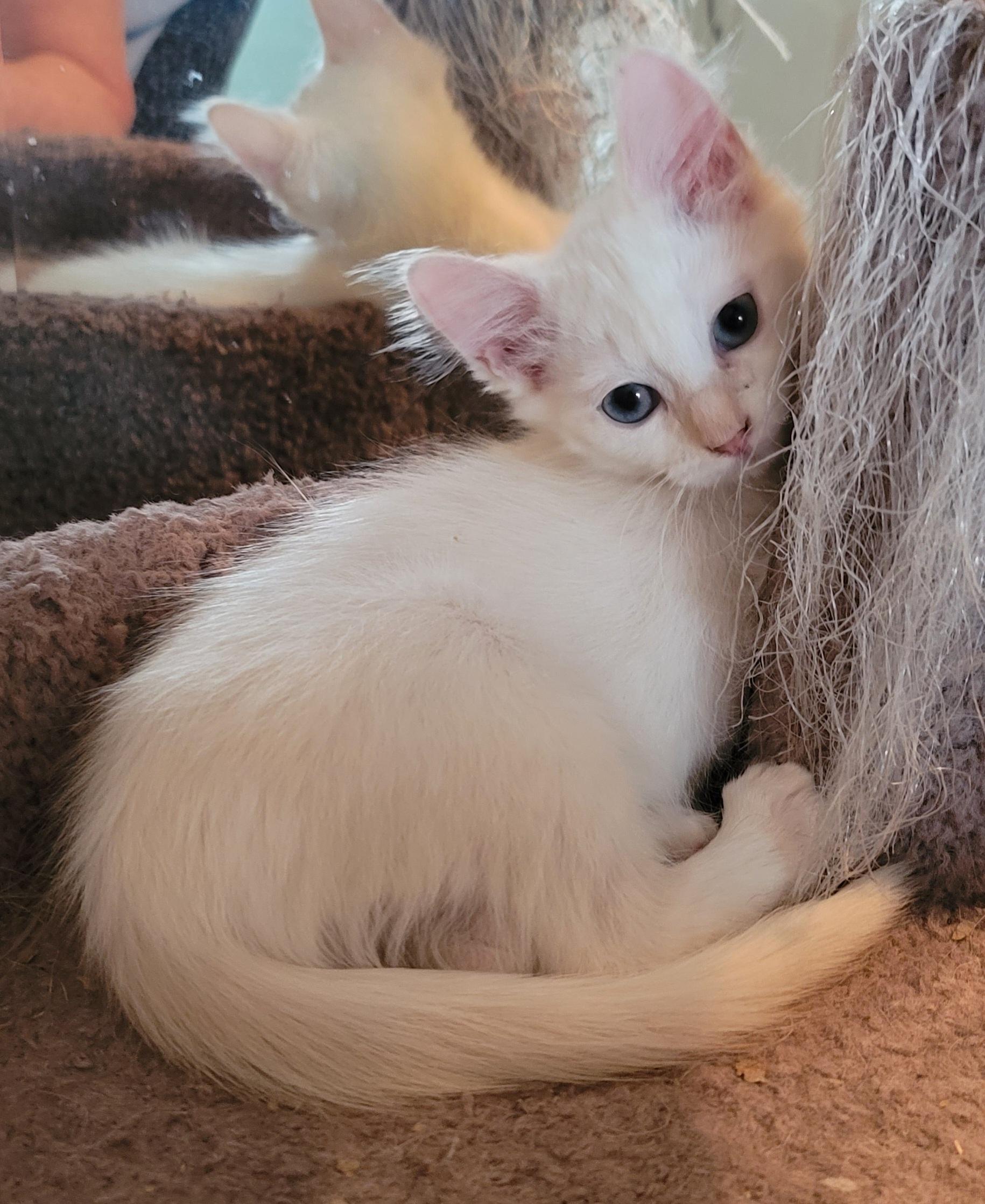 Enlarge Bianco, a Adopted Domestic Medium Hair in Orlando, FL image 4/5