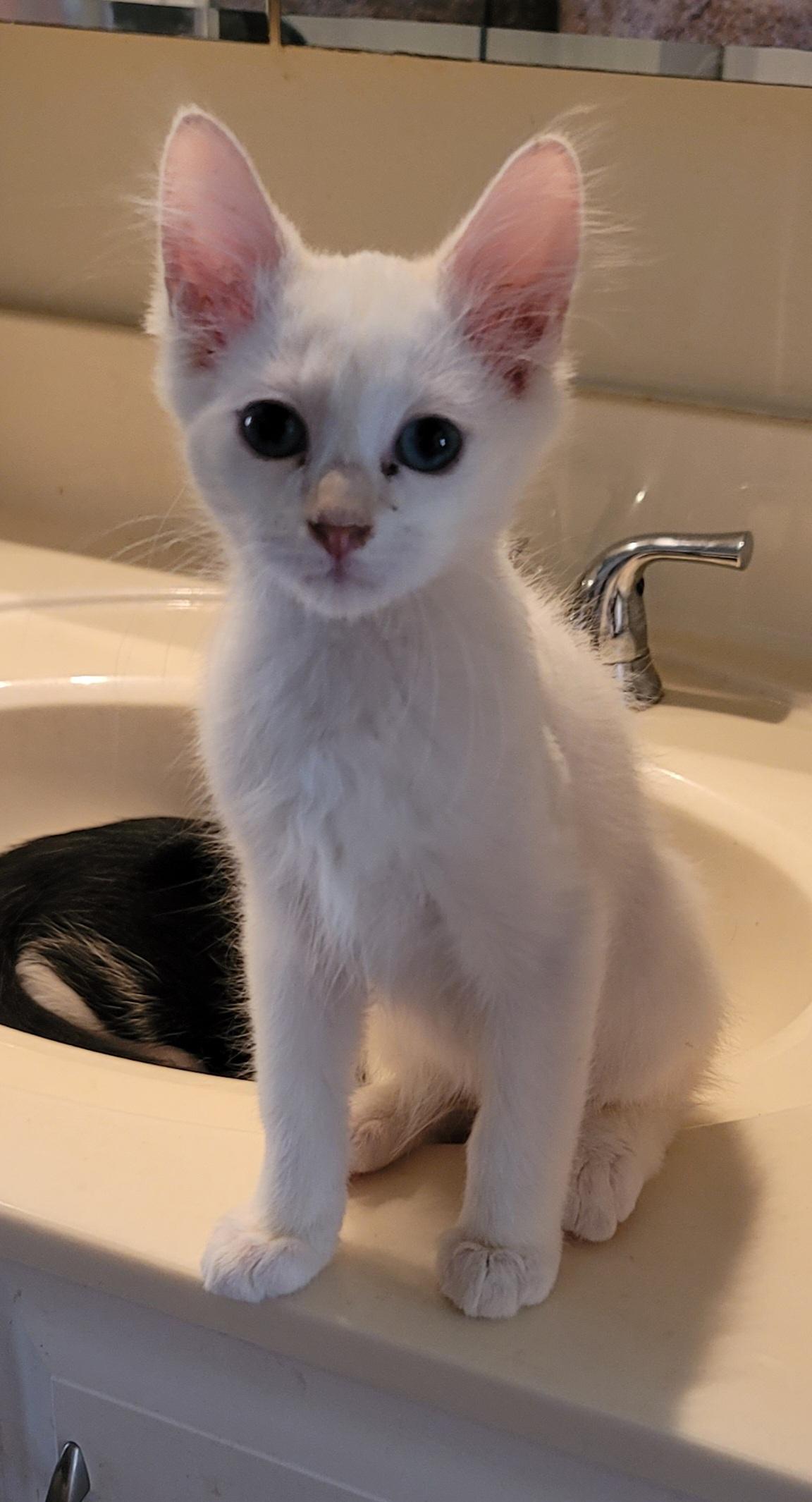 Enlarge Bianco, a Adopted Domestic Medium Hair in Orlando, FL image 2/5
