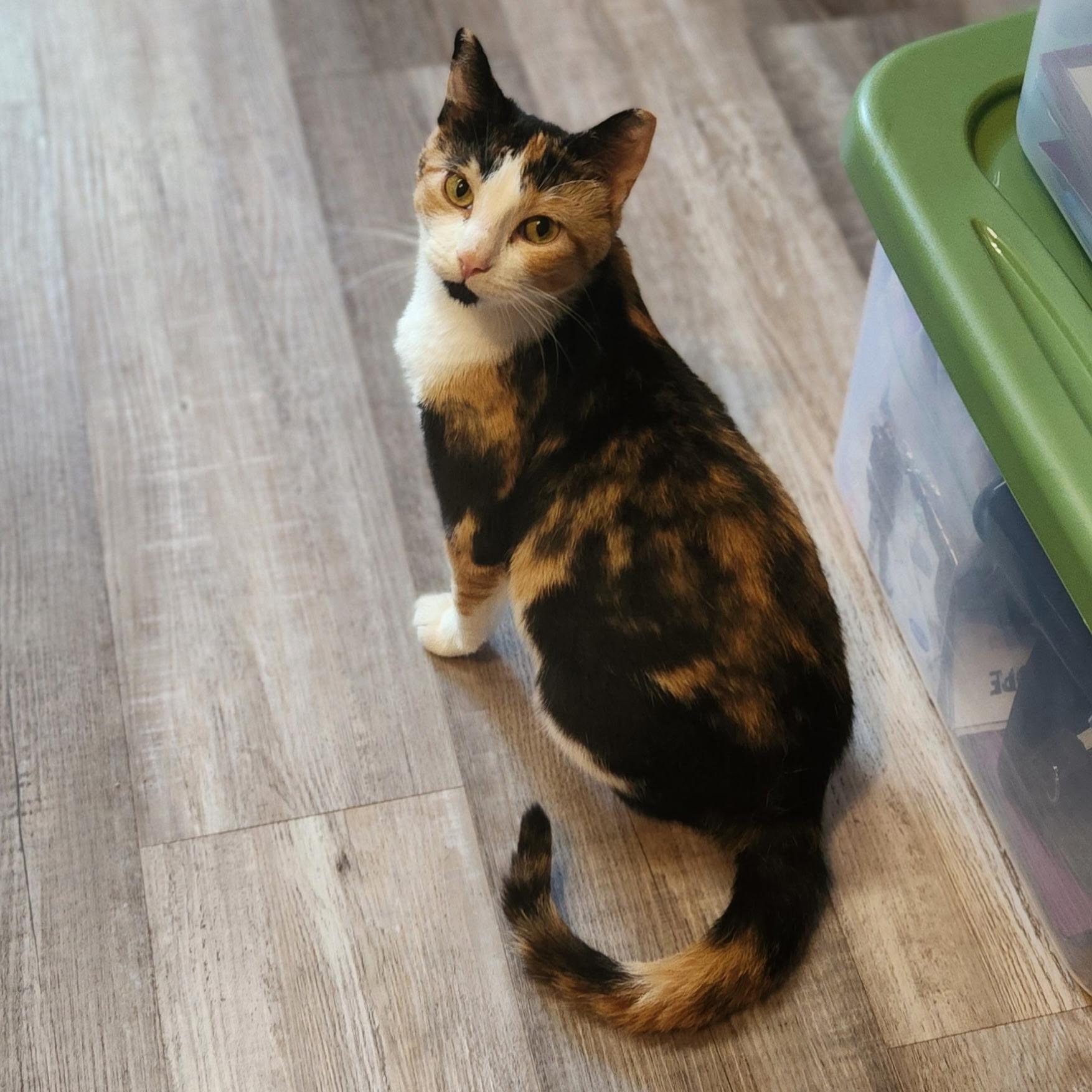 Enlarge Cece, a Adoptable Domestic Short Hair in Farmington, MN image 2/2