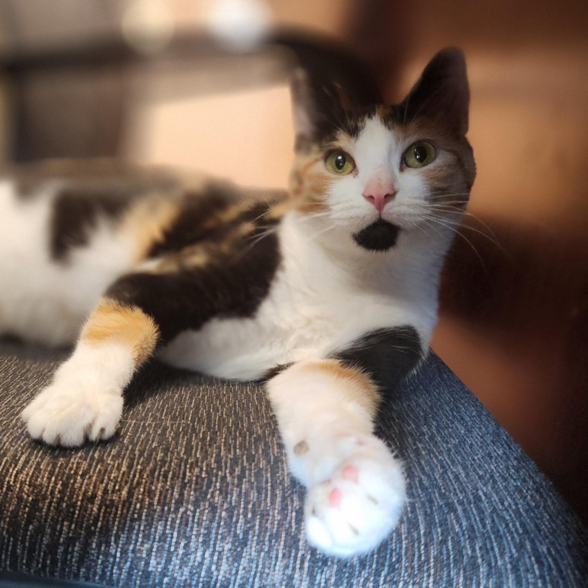 Cece, Adoptable, Young Female Domestic Short Hair.