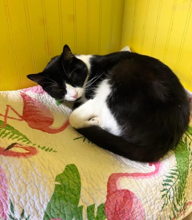 Enlarge Morgan, a Adoptable Domestic Short Hair in Cortland, NY image 2/2