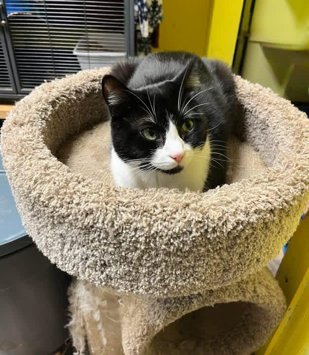 Morgan, Adoptable, Adult Female Domestic Short Hair.