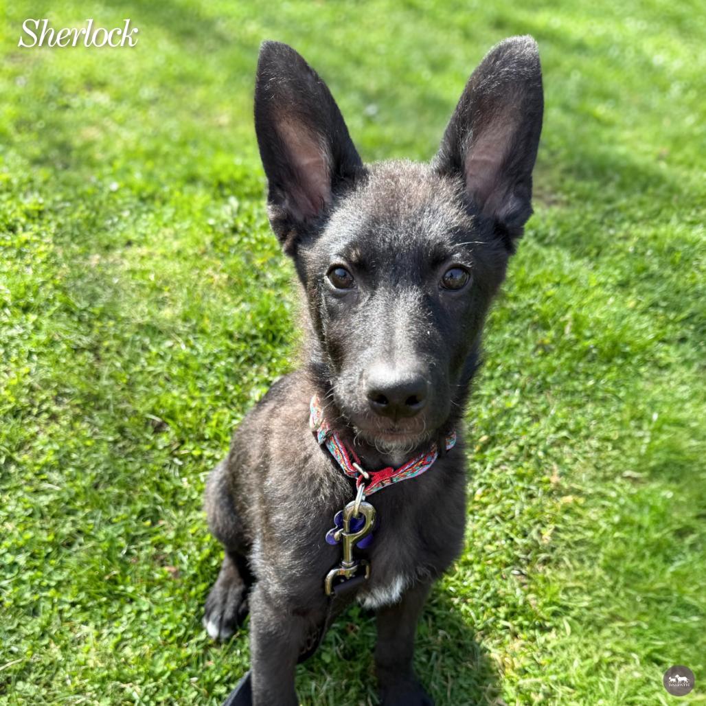 Sherlock, Adoptable, Puppy Male Shepherd & Mixed Breed.