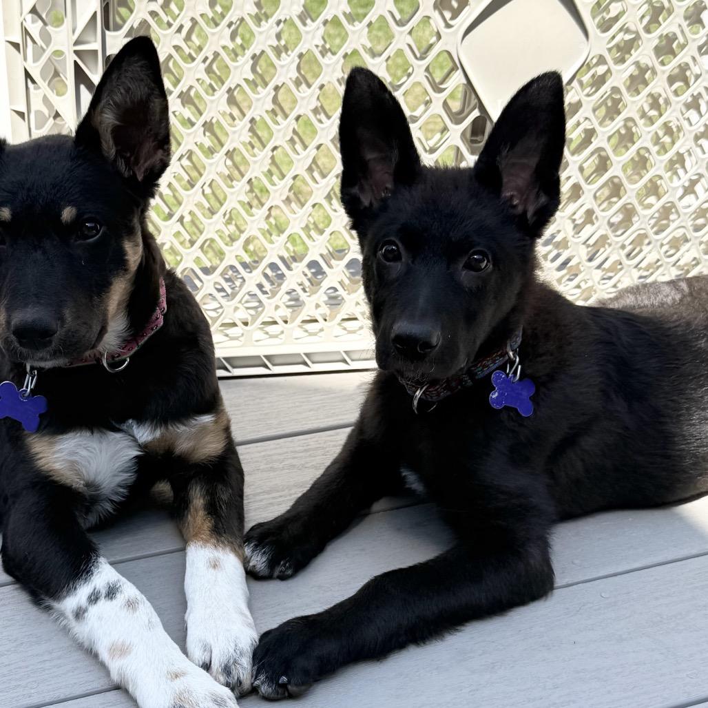 Enlarge Sherlock, a Adoptable mixed breed in Hopkinton, MA image 2/6