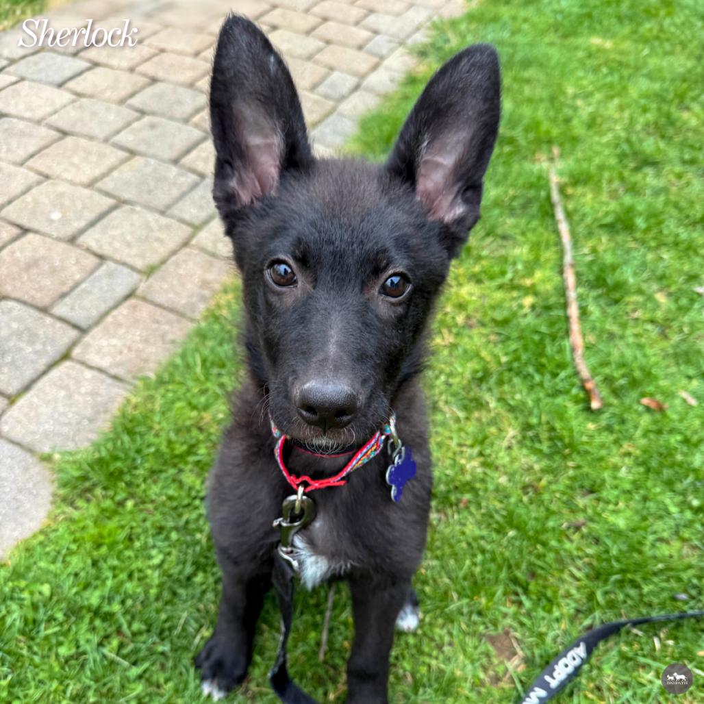 Enlarge Sherlock, a Adoptable mixed breed in Hopkinton, MA image 3/6