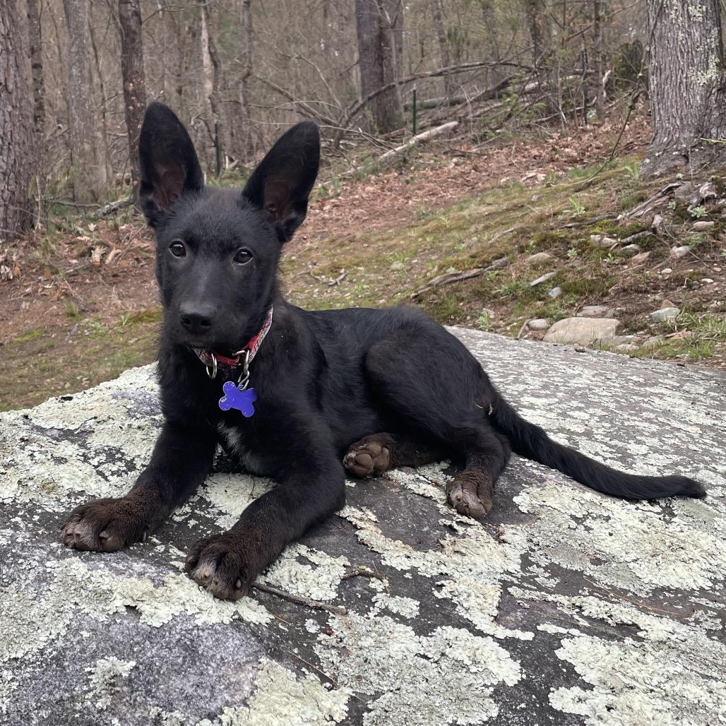 Enlarge Sherlock, a Adoptable mixed breed in Hopkinton, MA image 4/6