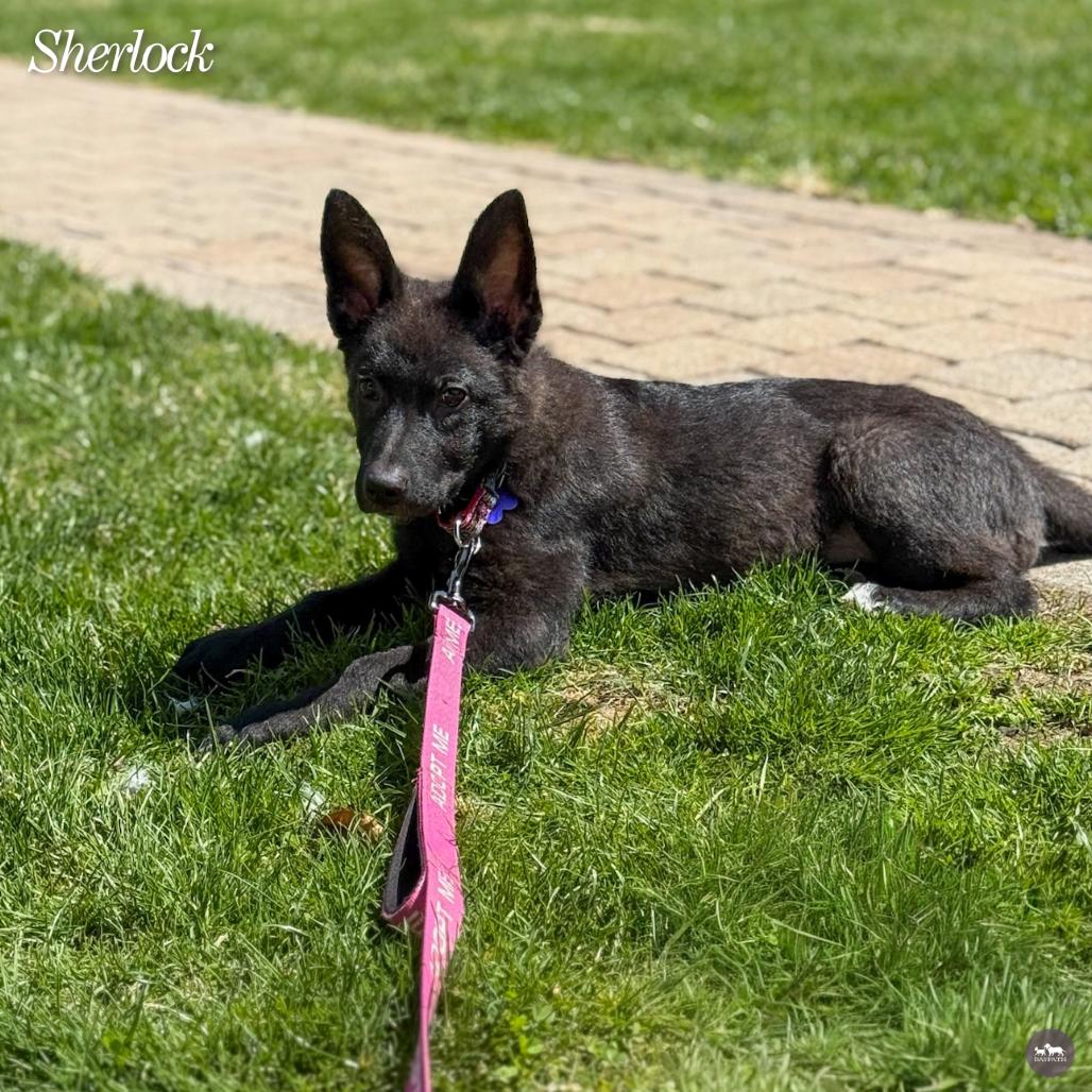 Enlarge Sherlock, a Adoptable mixed breed in Hopkinton, MA image 5/6