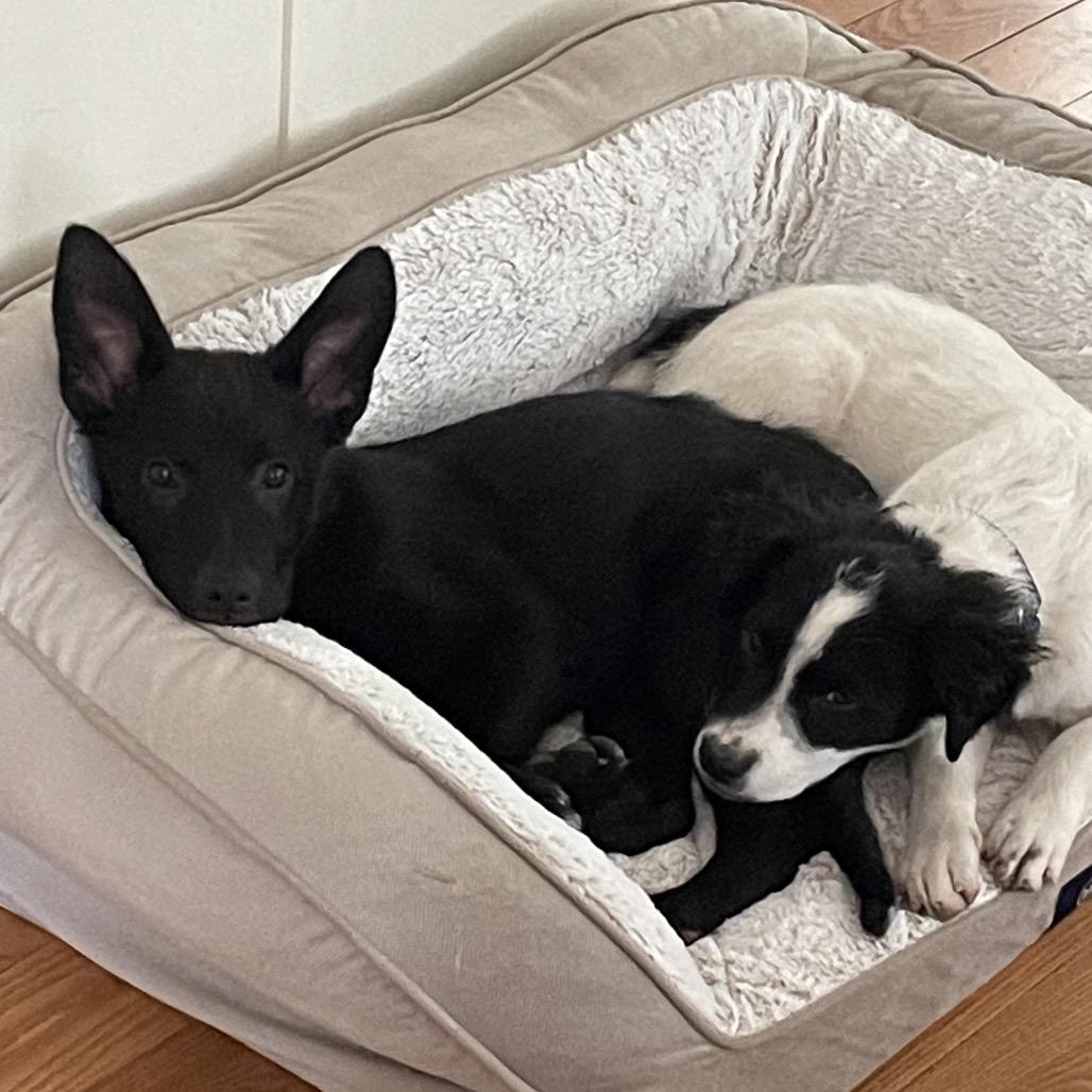 Enlarge Sherlock, a Adoptable mixed breed in Hopkinton, MA image 6/6