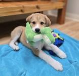 Tate, ADOPTABLE, Puppy Male Mixed Breed.