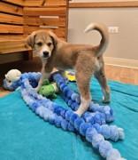 Enlarge Tate, a ADOPTABLE mixed breed in Woodstock, IL image 3/3