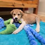 Enlarge Tate, a ADOPTABLE mixed breed in Woodstock, IL image 2/3