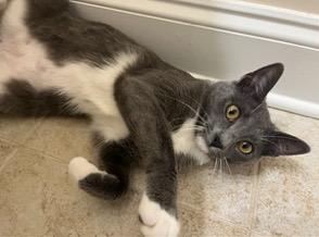 Enlarge Luna, a Adoptable mixed breed in Evans, GA image 1/5