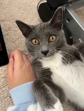 Enlarge Luna, a Adoptable mixed breed in Evans, GA image 2/5