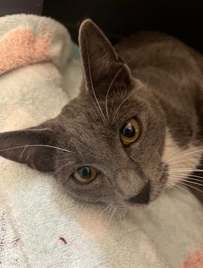Enlarge Luna, a Adoptable mixed breed in Evans, GA image 3/5