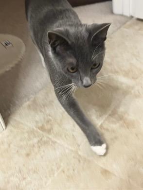 Enlarge Luna, a Adoptable mixed breed in Evans, GA image 4/5