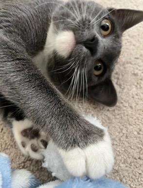 Enlarge Luna, a Adoptable mixed breed in Evans, GA image 5/5