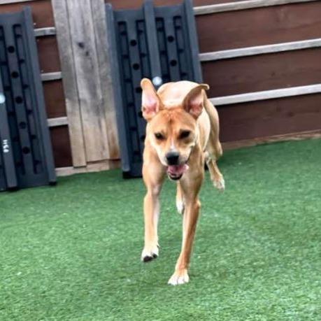 Freddie, Adoptable, Young Female Mixed Breed.