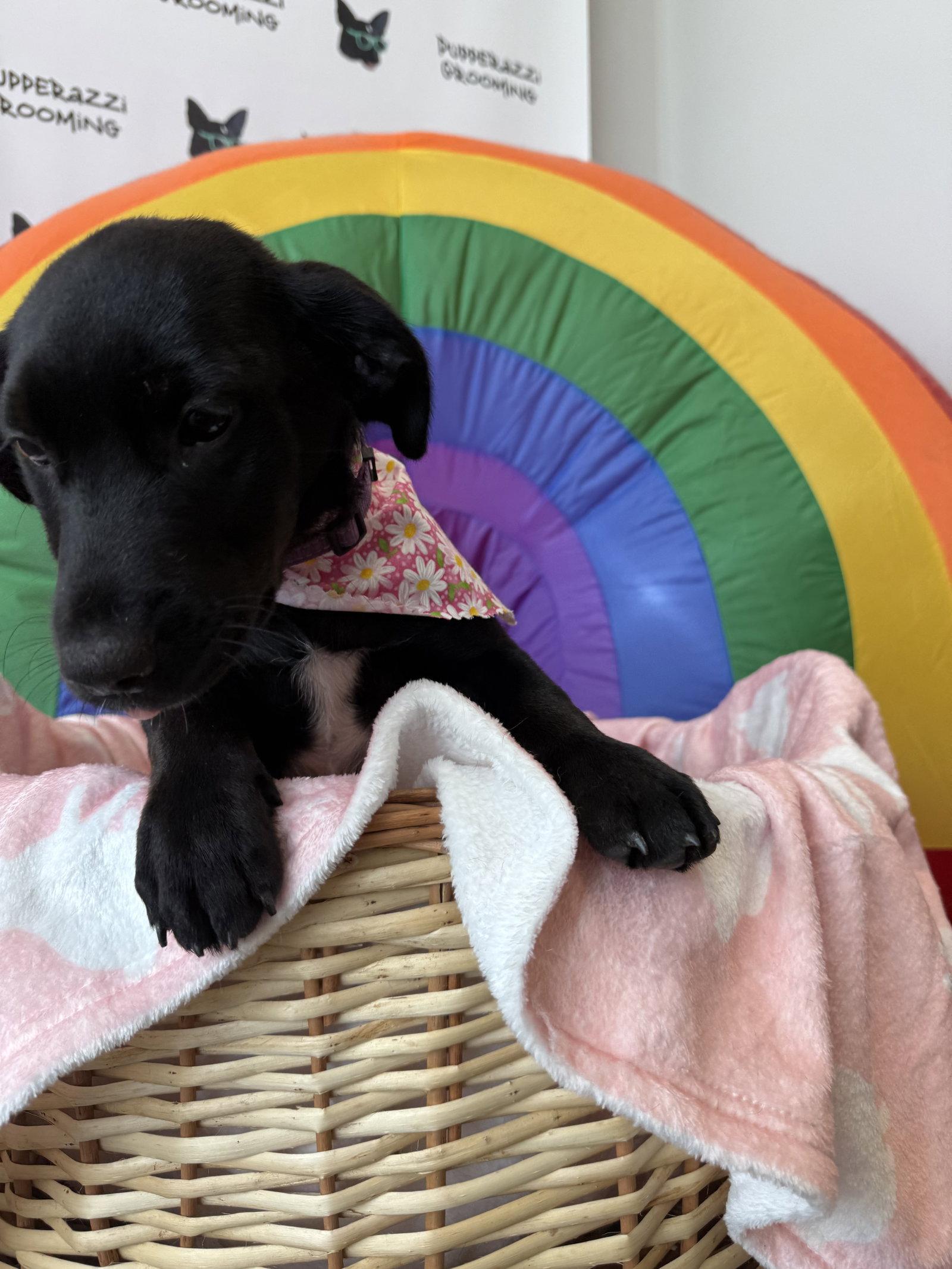 Sophia, Adopted, Puppy Female Border Terrier & Dachshund.