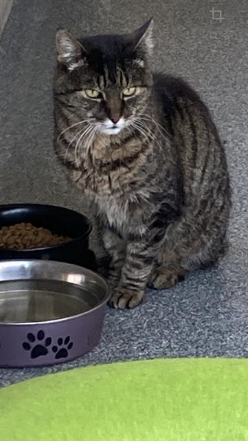 DAVID LETTERCAT, Adoptable, Adult Male Domestic Short Hair.