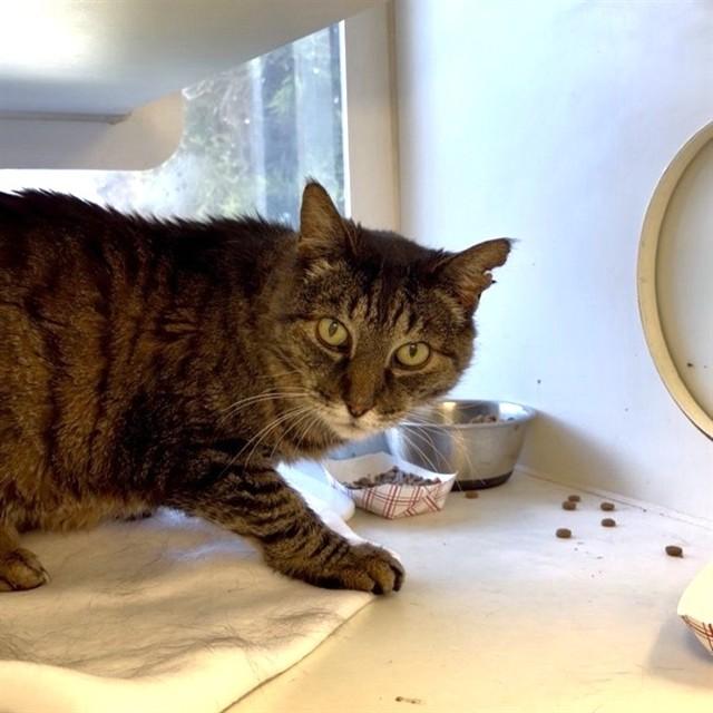 DAVID LETTERCAT, Adoptable, Adult Male Domestic Short Hair.