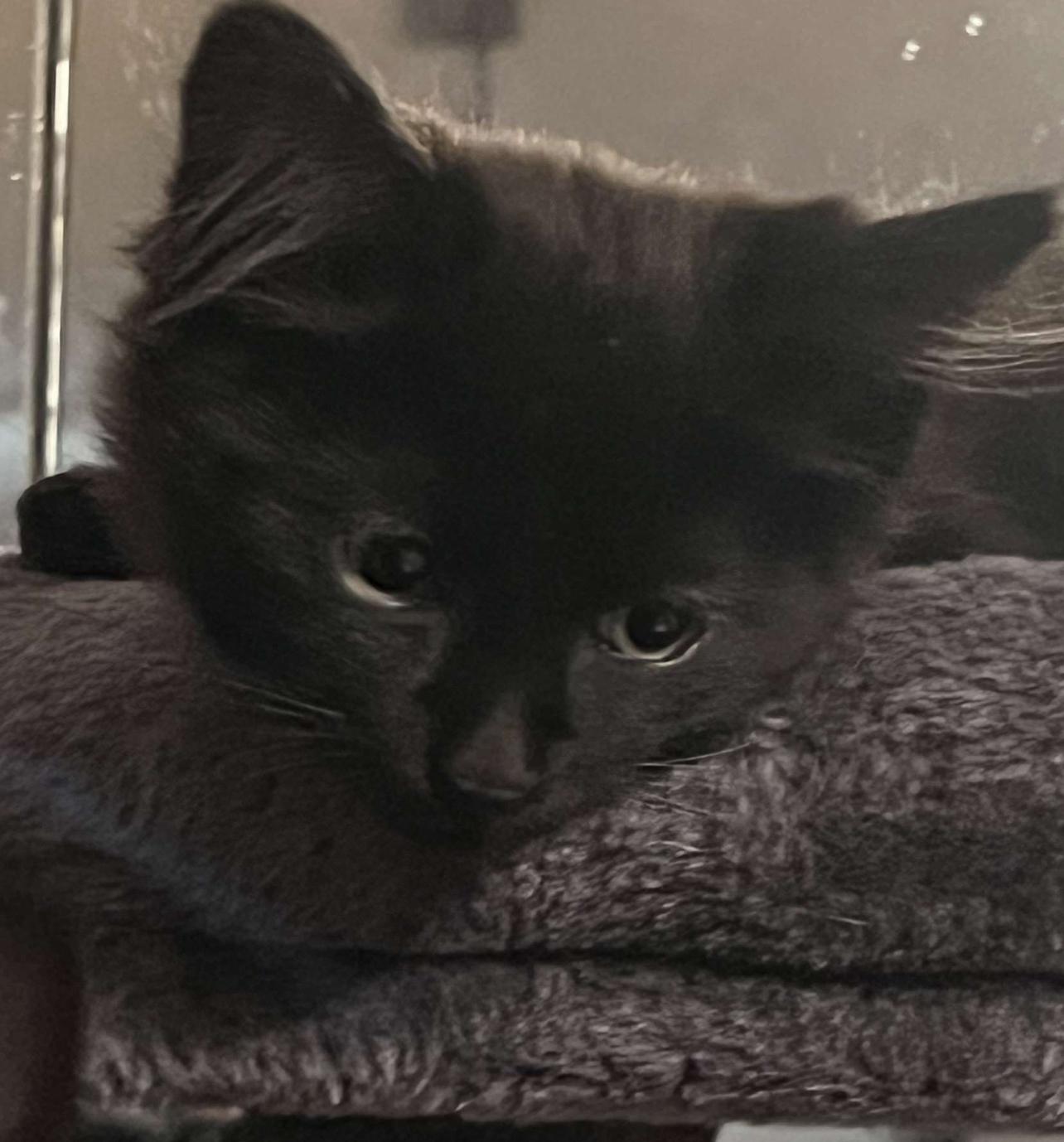 Enlarge Peppermint, a Adopted mixed breed in Lockport, IL image 1/1