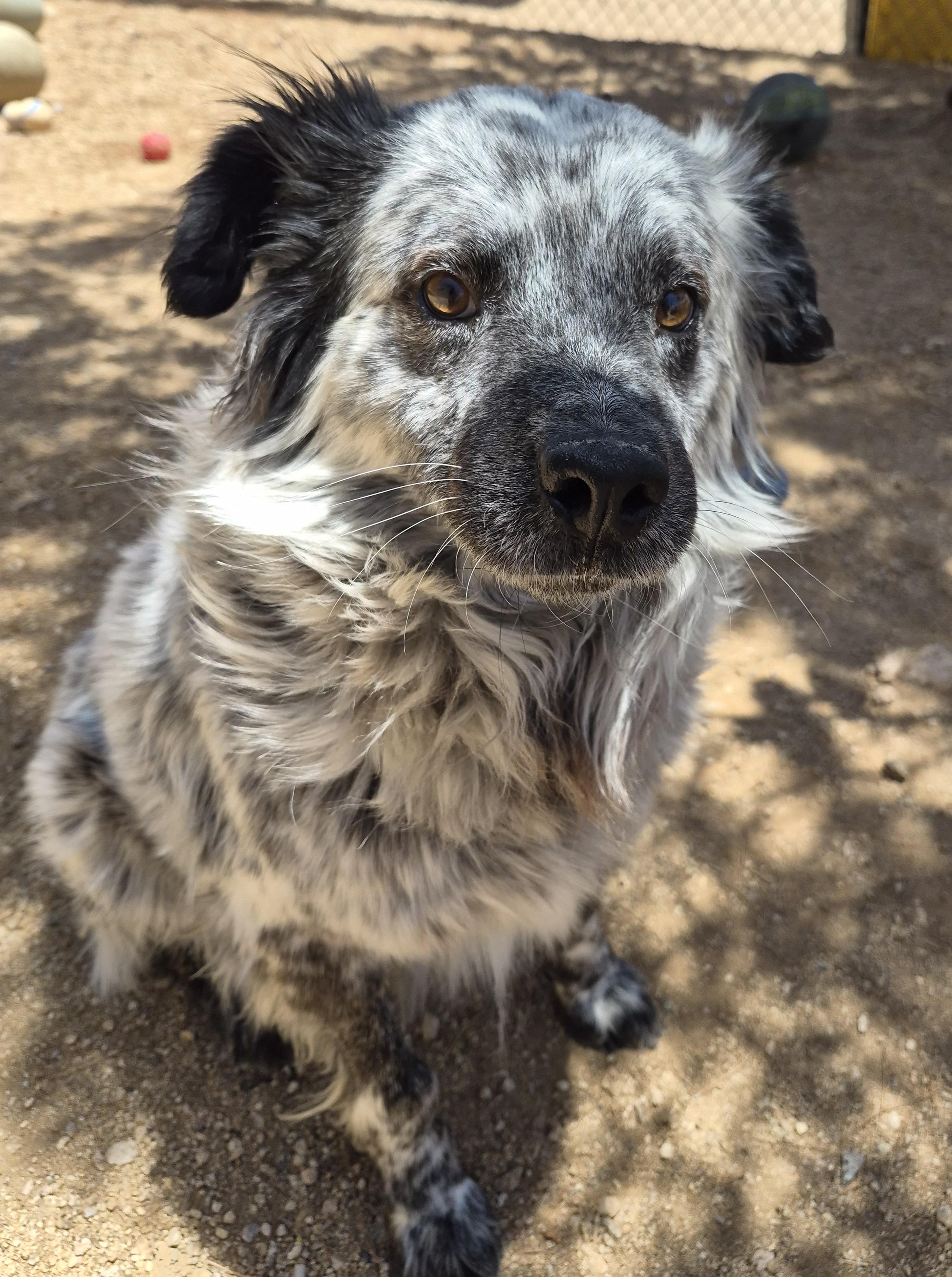 Enlarge Archer, an adopted mixed breed in Sierra Vista, AZ image 3/3