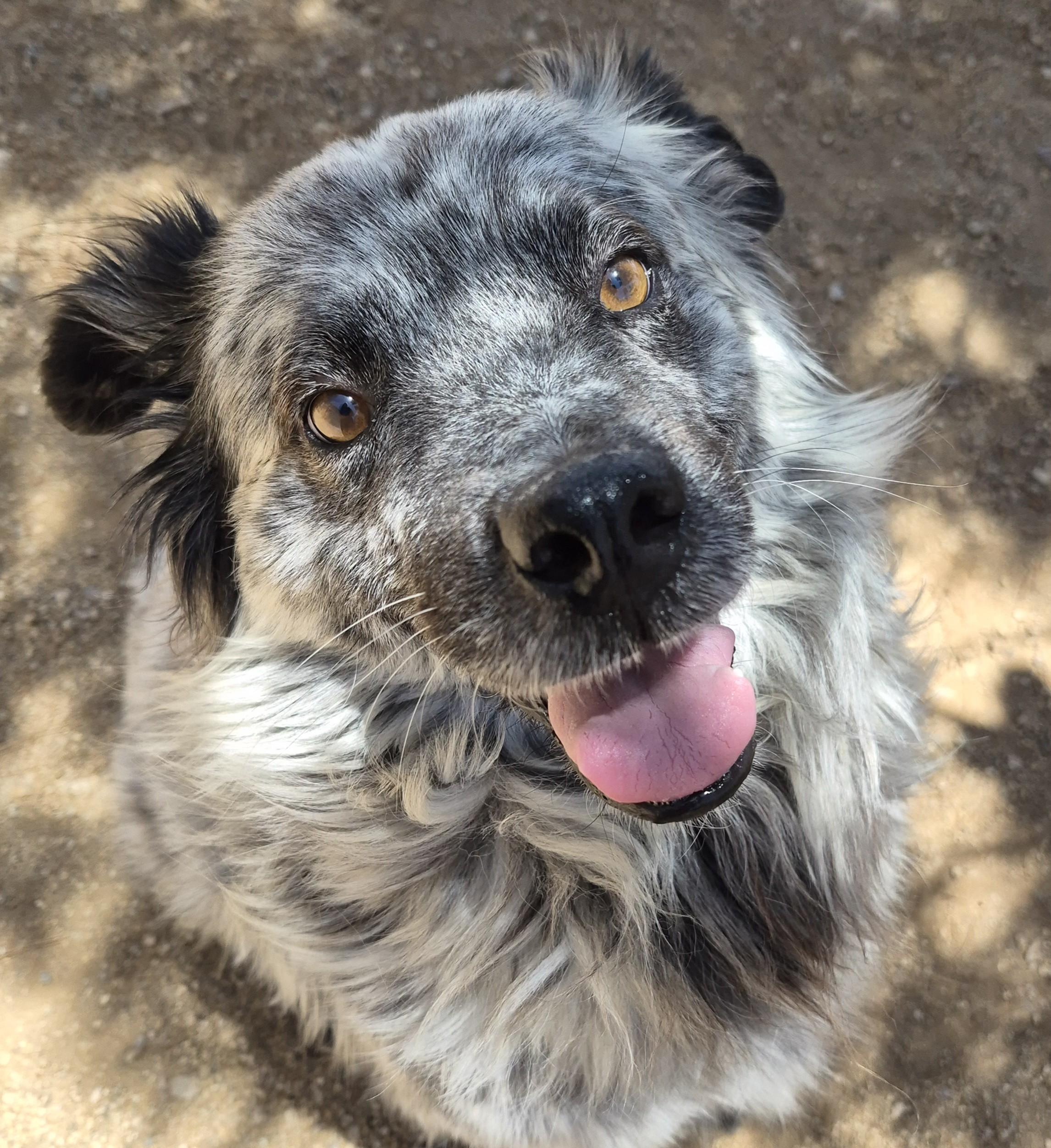 Archer, adopted, Adult Male Australian Shepherd.