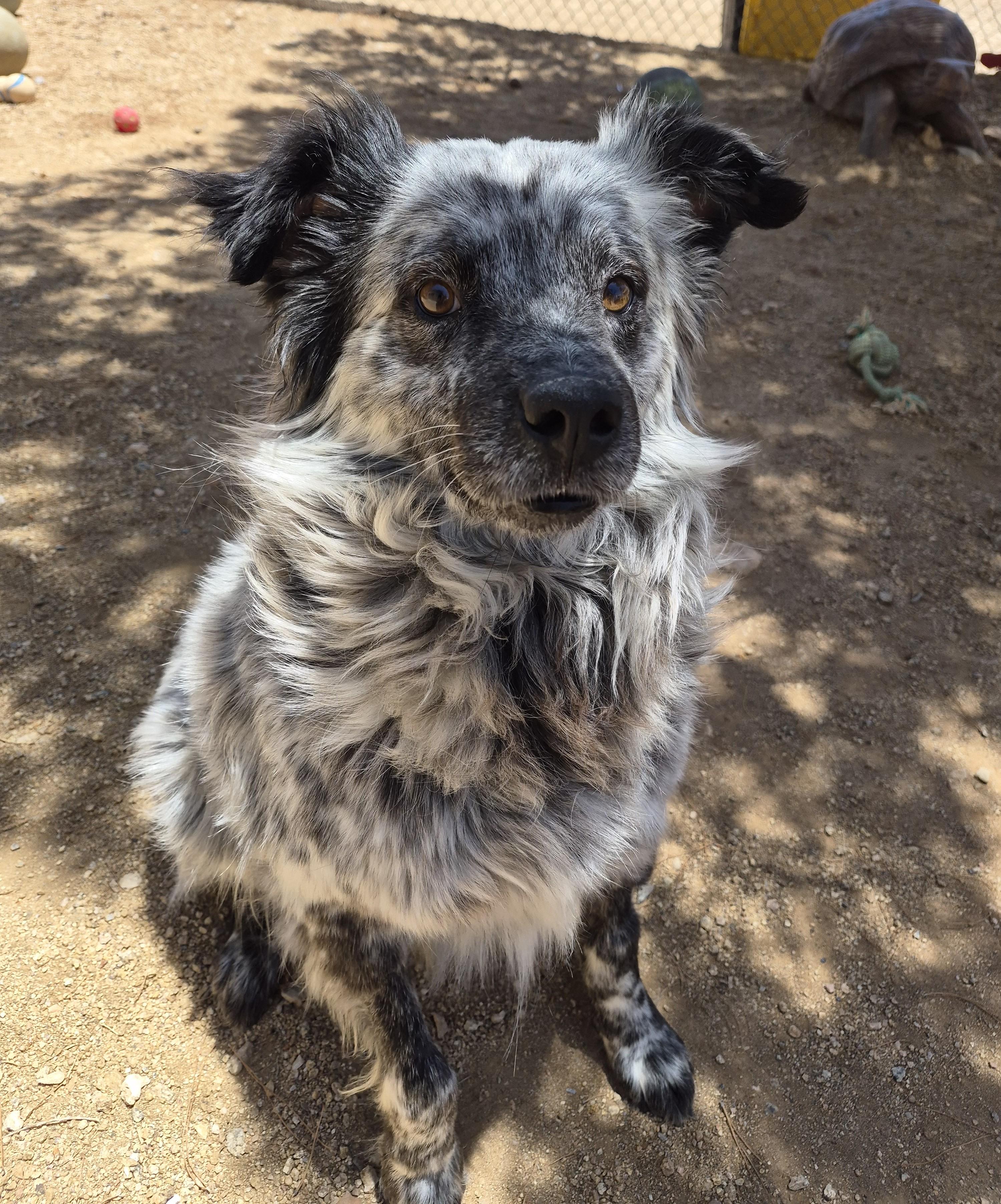 Enlarge Archer, an adopted mixed breed in Sierra Vista, AZ image 2/3