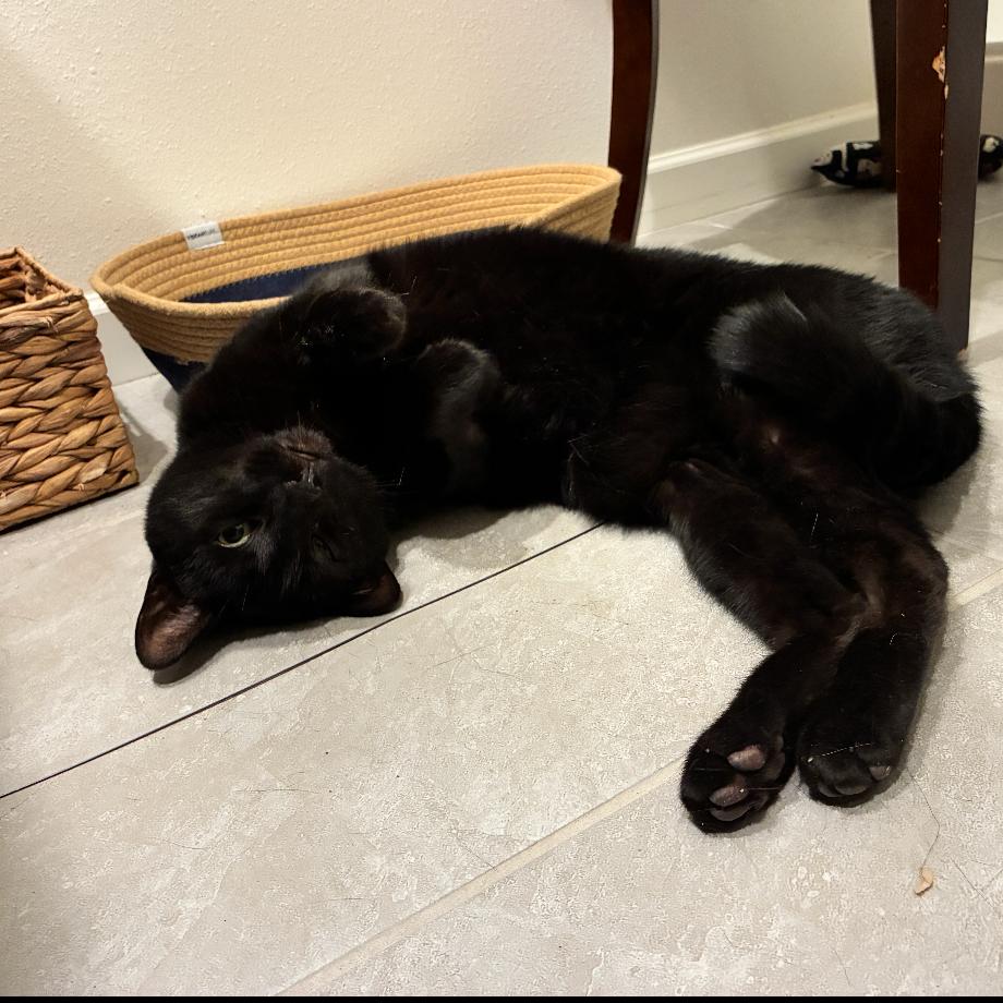 Blade, a Adoptable Domestic Short Hair in Titusville, FL image 1/2