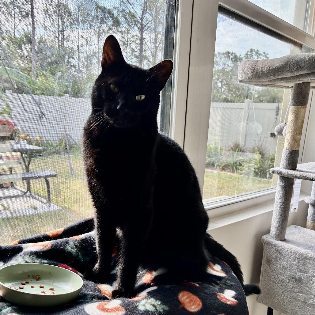 Blade, a Adoptable Domestic Short Hair in Titusville, FL image 2/2
