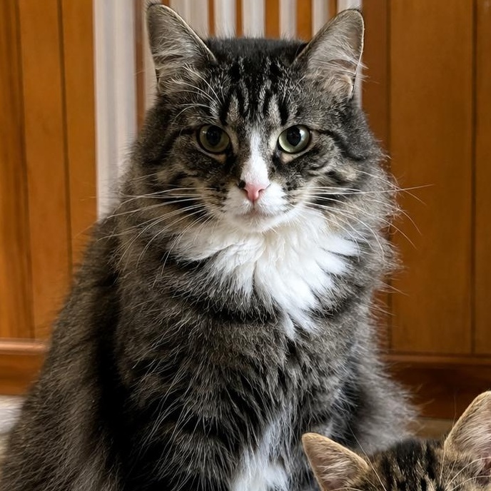 Enlarge Mama (No dogs. OK with cats), a Adoptable mixed breed in HANSON, MA image 1/1