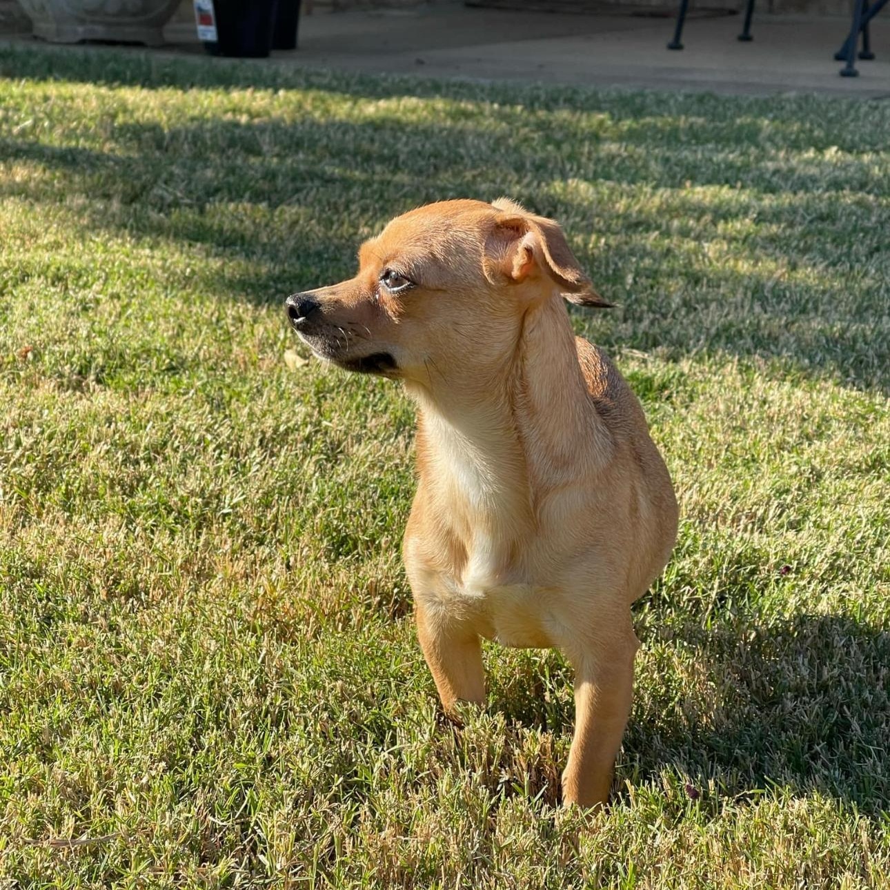 Clarabelle, a Adopted Chihuahua in Covington, TN image 3/5