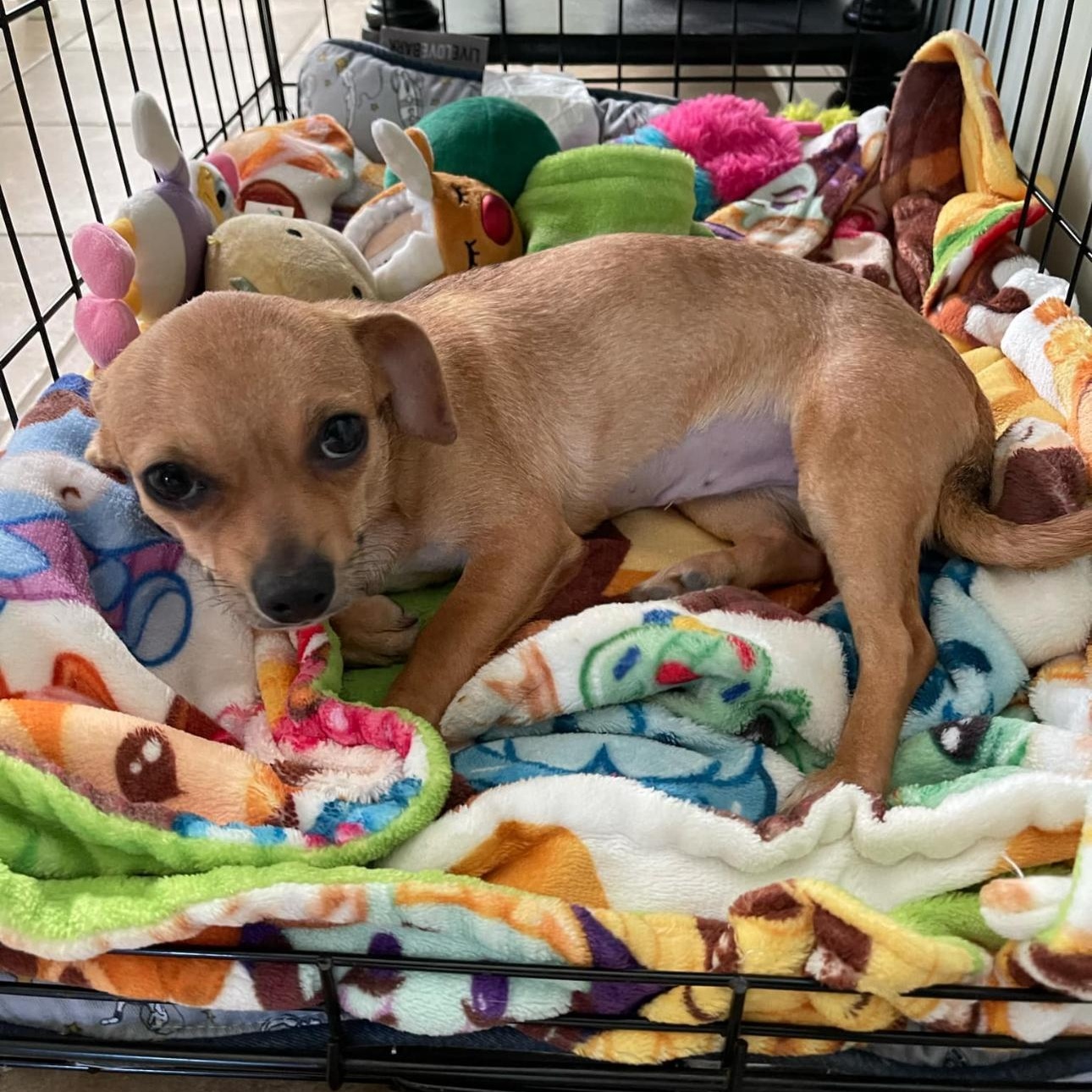 Clarabelle, a Adopted Chihuahua in Covington, TN image 5/5