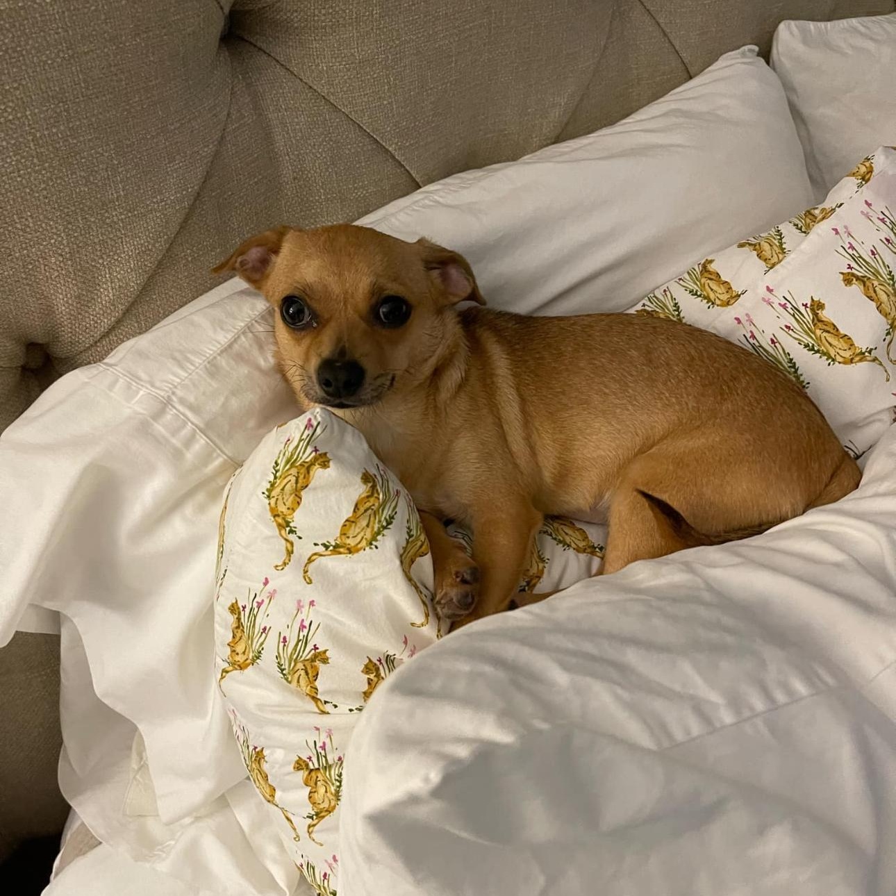 Clarabelle, a Adopted Chihuahua in Covington, TN image 1/5