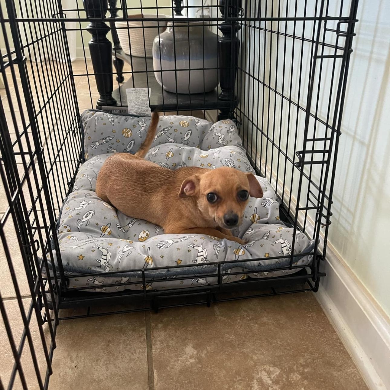 Clarabelle, a Adopted Chihuahua in Covington, TN image 2/5