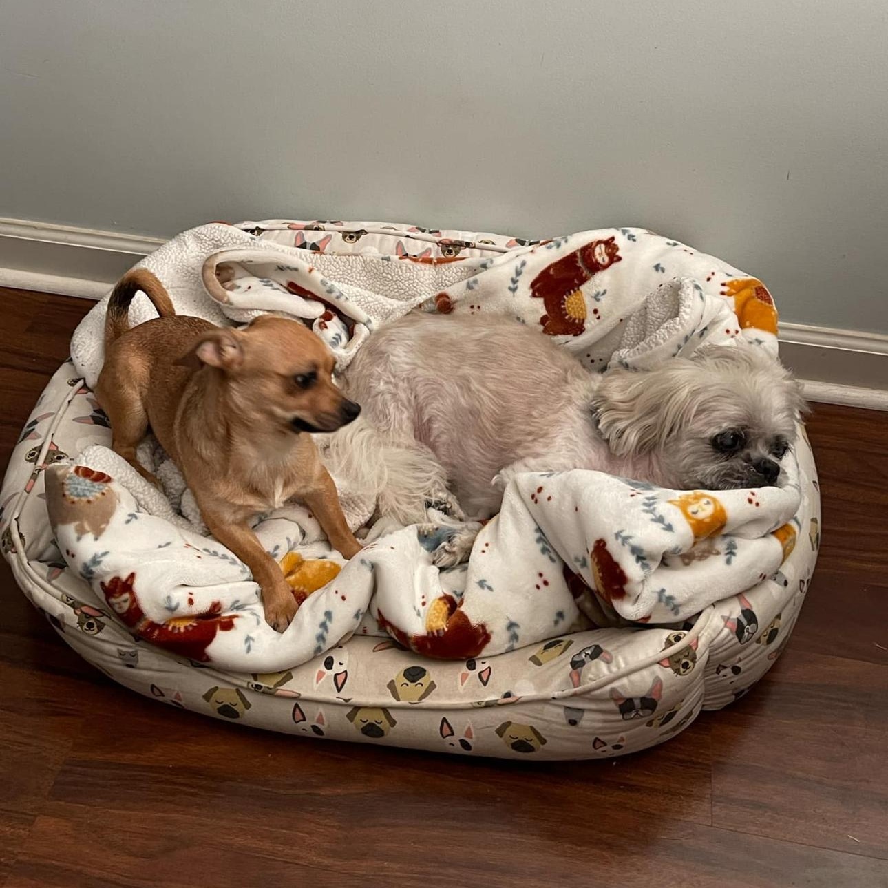 Clarabelle, a Adopted Chihuahua in Covington, TN image 4/5