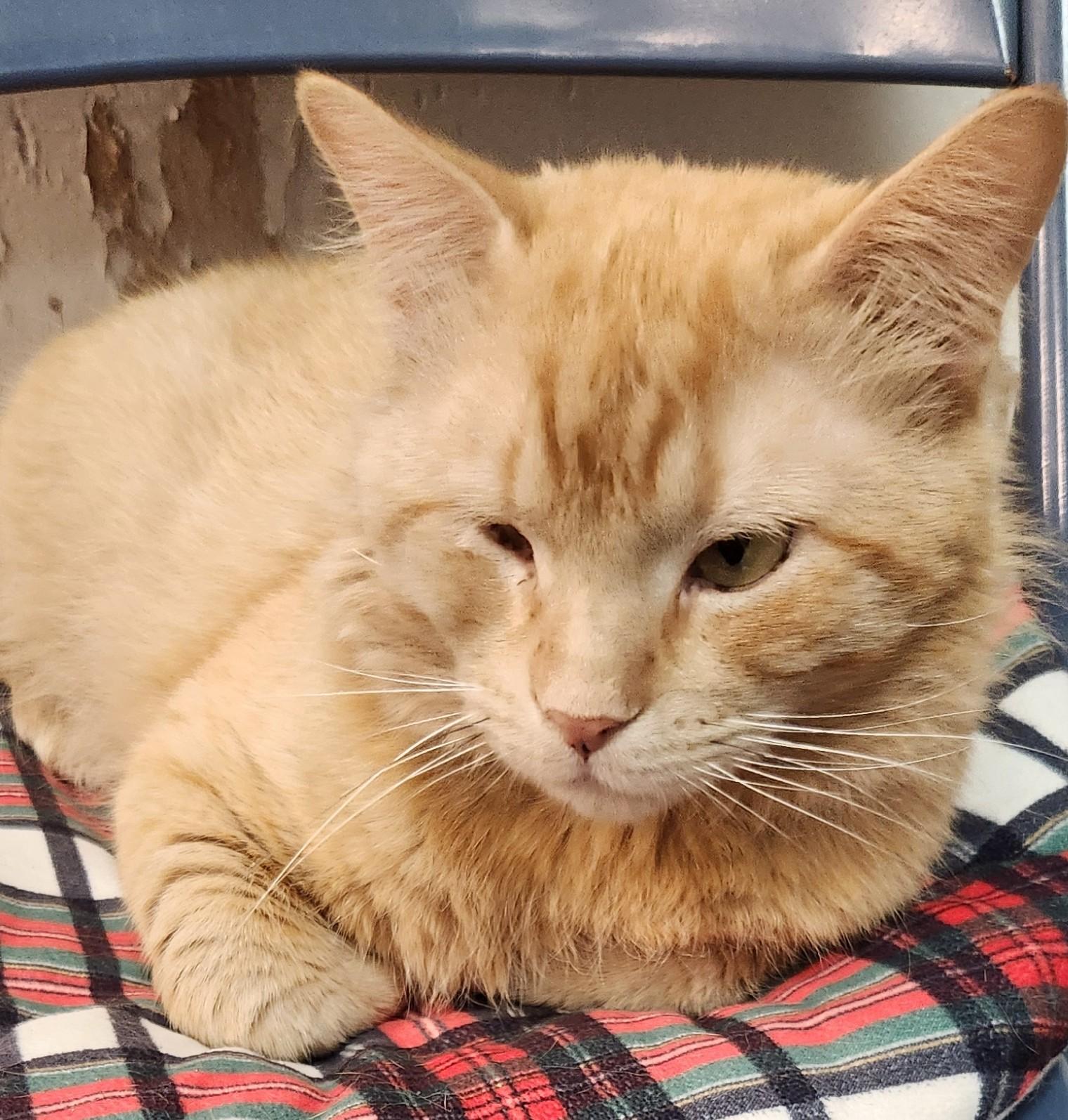 Enlarge OJ (Orange Juice), a ADOPTABLE Domestic Short Hair in San Antonio, TX image 1/1