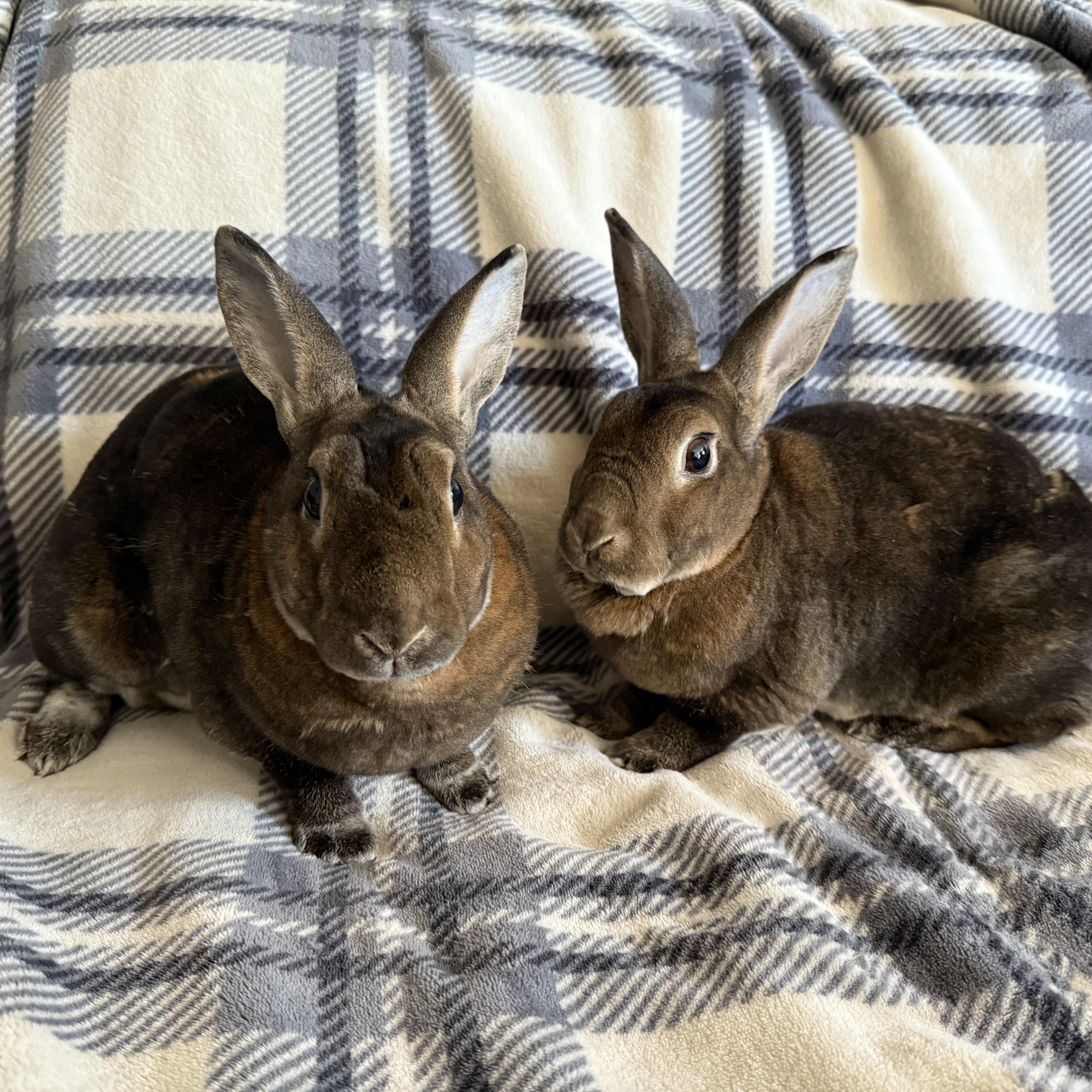 Enlarge Ginger & Cookie, a Adoptable Rex in Cambridge, ON image 5/6