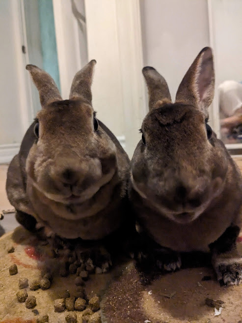 Ginger & Cookie, a Adoptable Rex in Cambridge, ON image 1/6