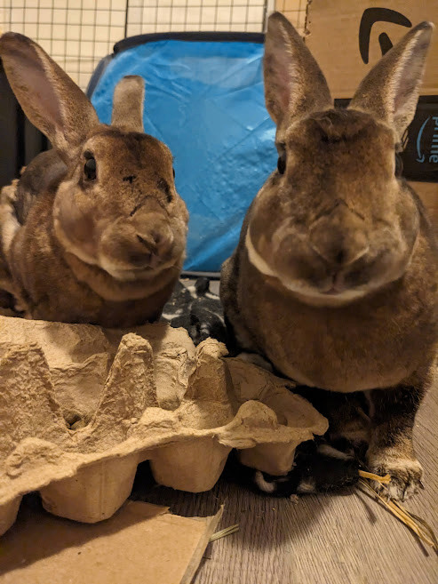 Ginger & Cookie, a Adoptable Rex in Cambridge, ON image 2/6