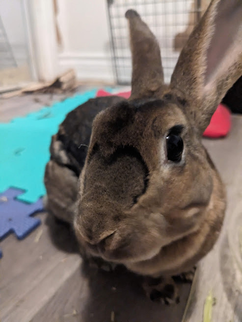 Ginger & Cookie, a Adoptable Rex in Cambridge, ON image 3/6