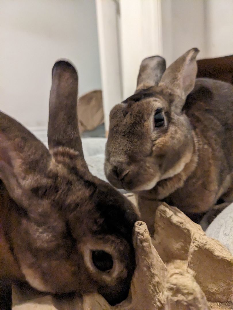 Ginger & Cookie, a Adoptable Rex in Cambridge, ON image 4/6