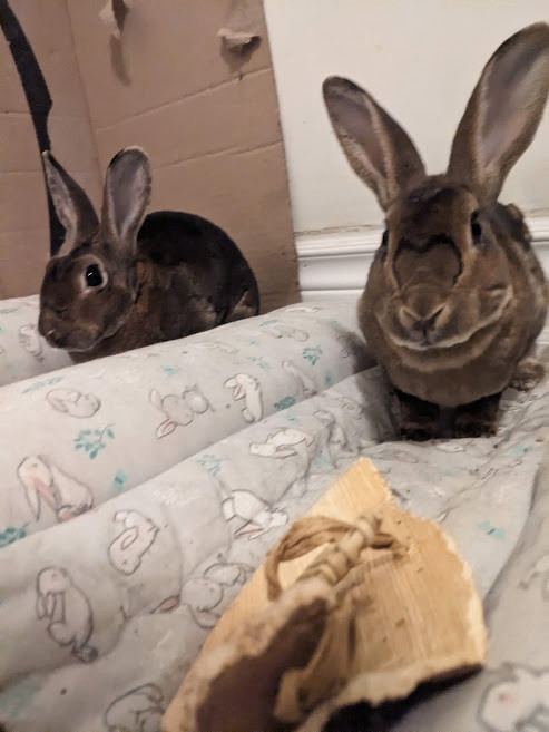 Ginger & Cookie, a Adoptable Rex in Cambridge, ON image 5/6