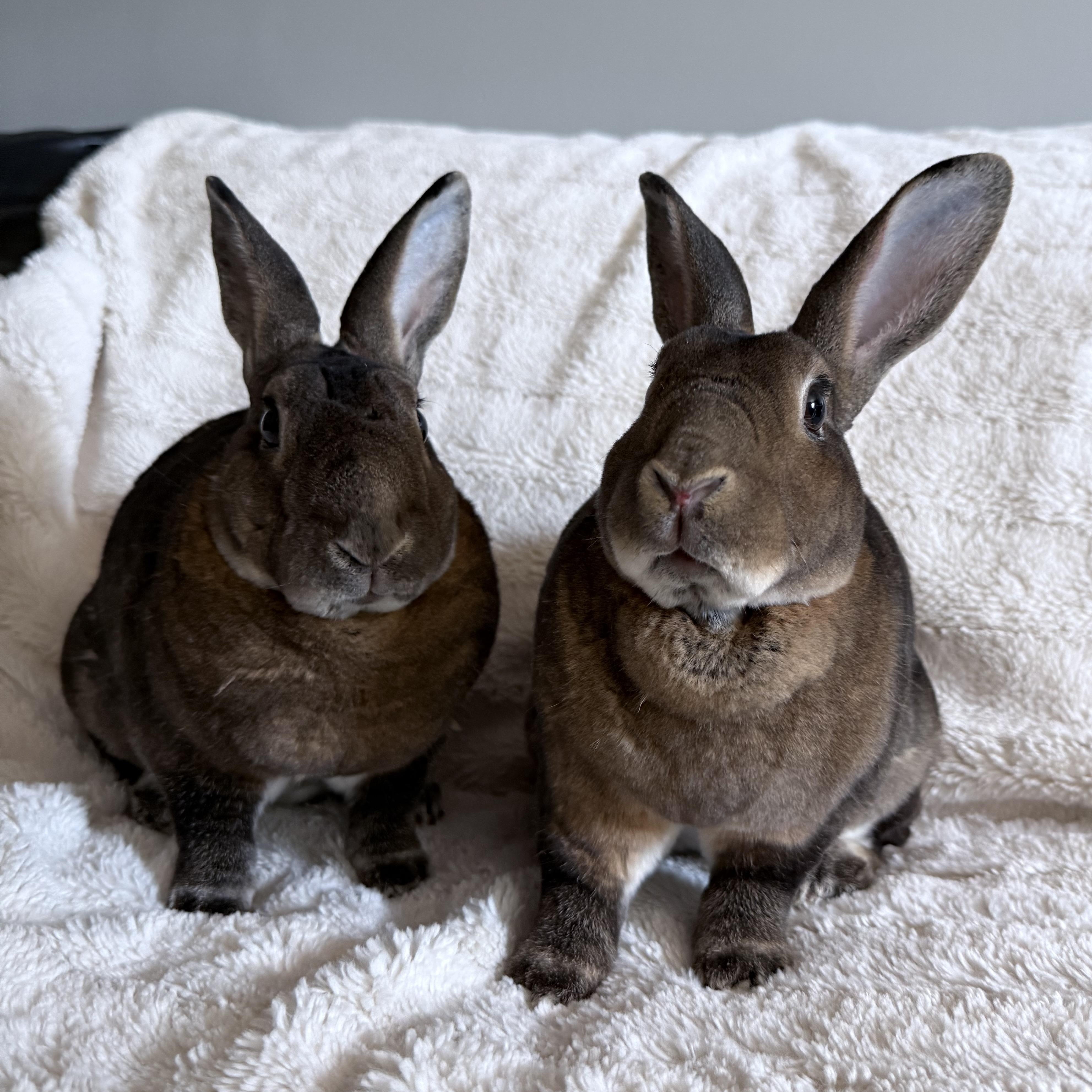 Enlarge Ginger & Cookie, a Adoptable Rex in Cambridge, ON image 2/6