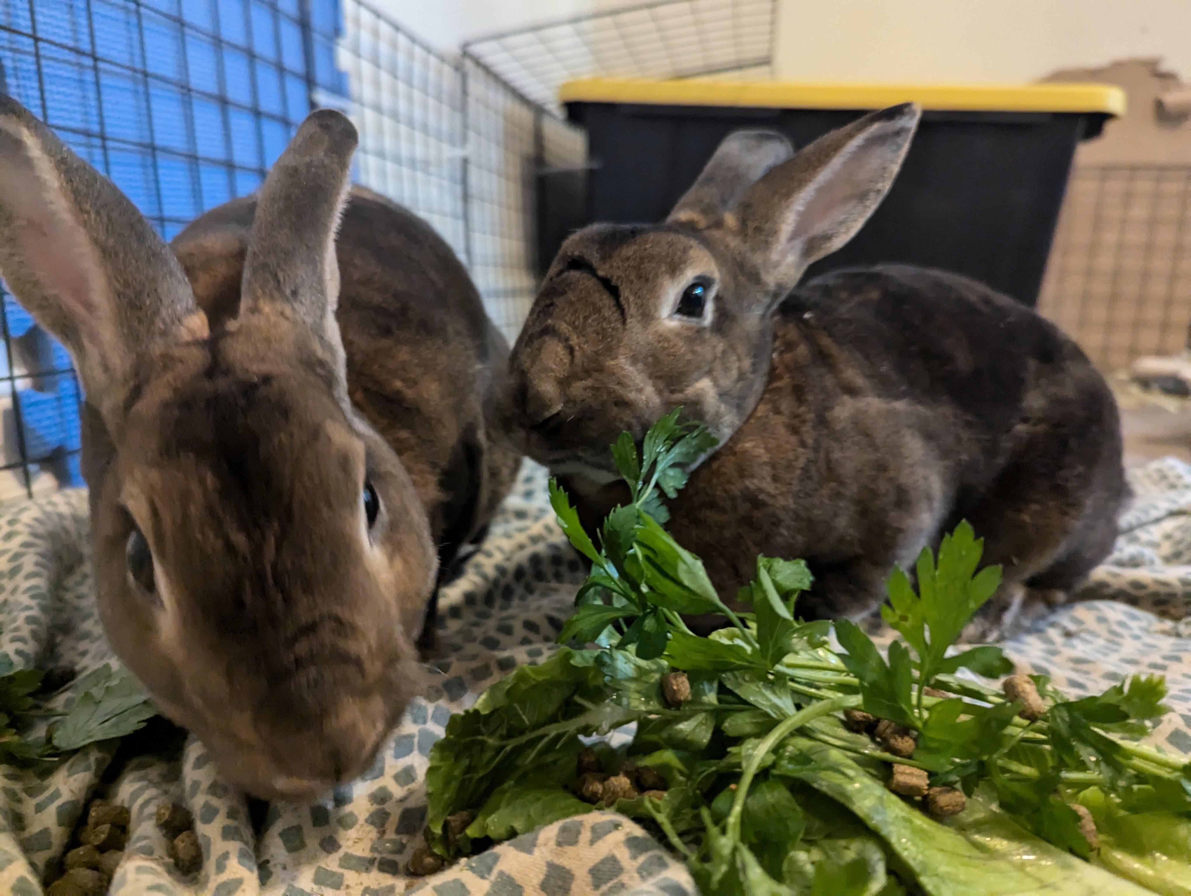 Enlarge Ginger & Cookie, a Adoptable Rex in Cambridge, ON image 6/6