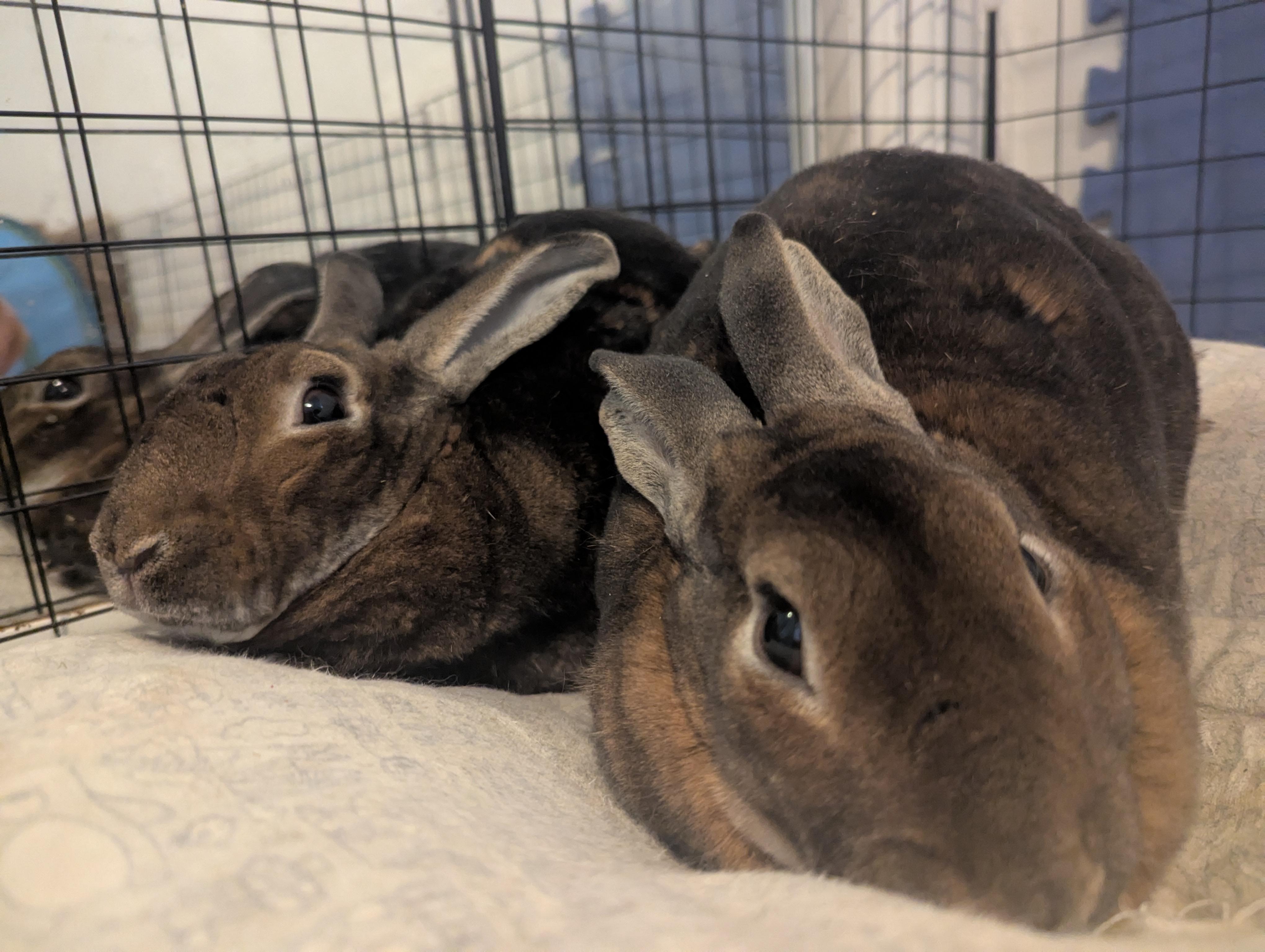 Enlarge Ginger & Cookie, a Adoptable Rex in Cambridge, ON image 4/6