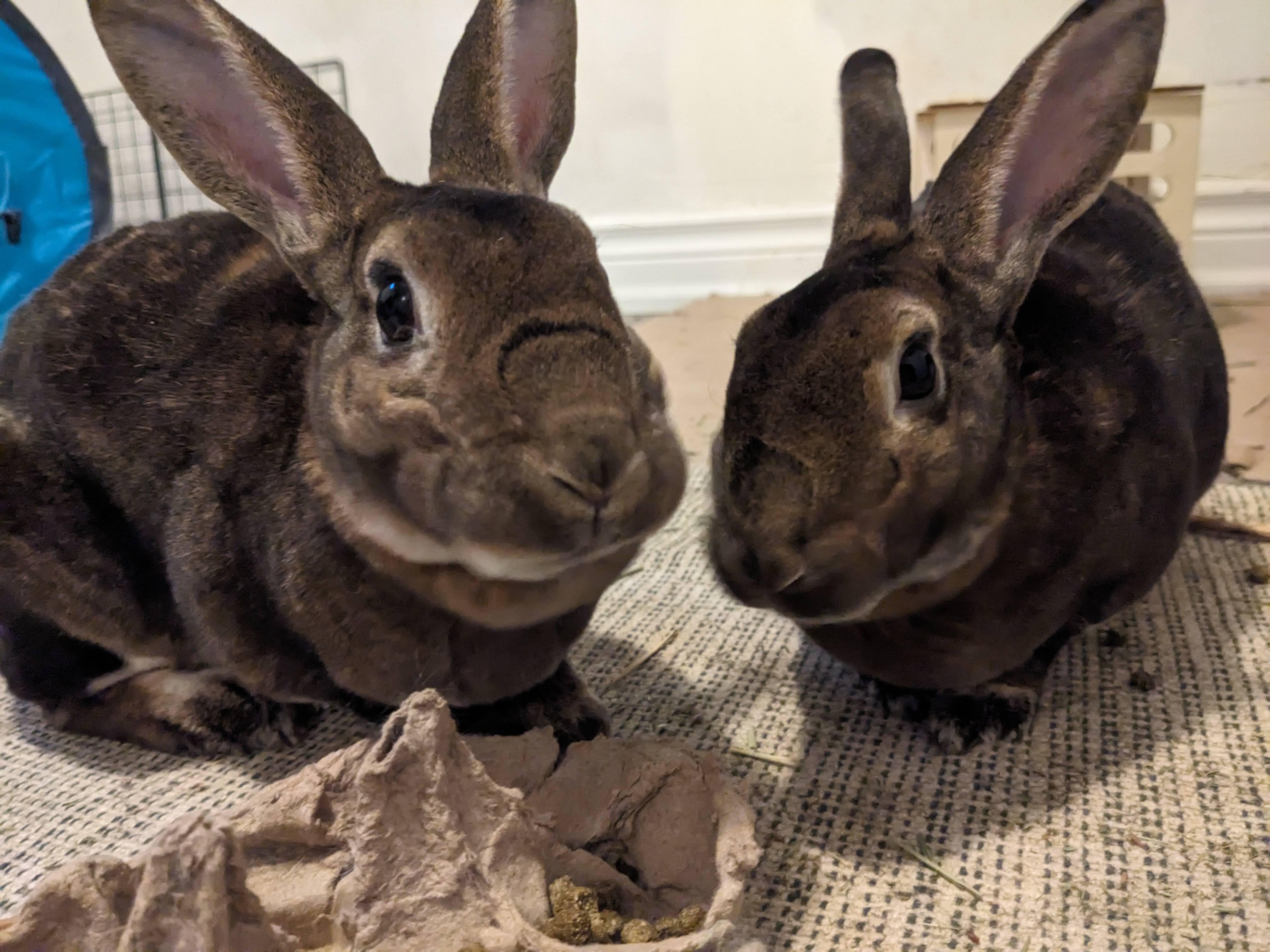Enlarge Ginger & Cookie, a Adoptable Rex in Cambridge, ON image 3/6