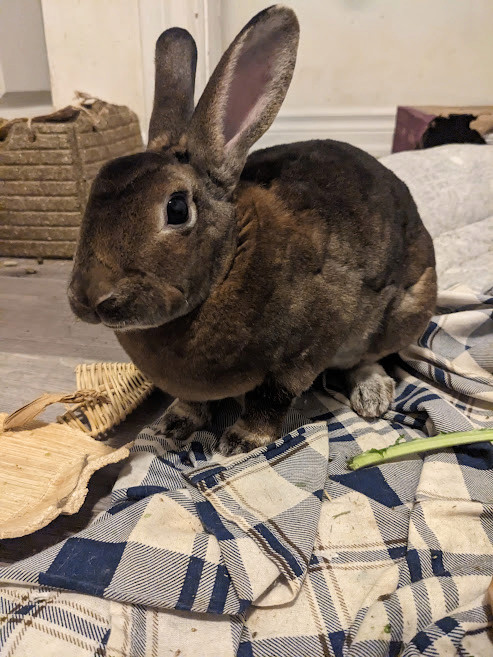 Ginger & Cookie, a Adoptable Rex in Cambridge, ON image 6/6
