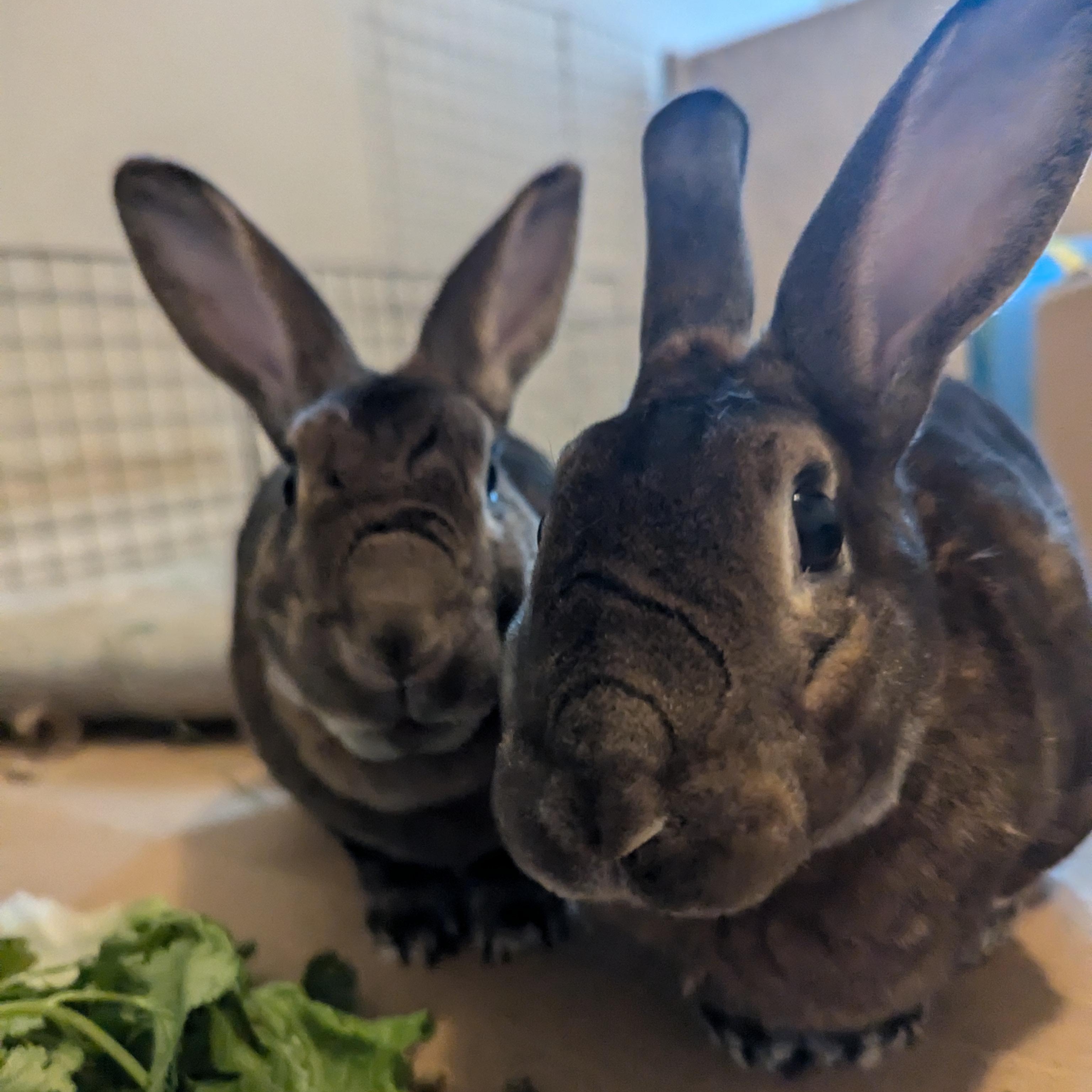 Ginger & Cookie, Adoptable, Adult Female Rex.