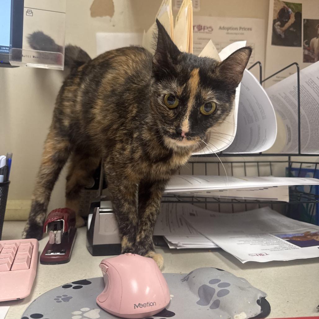Jessie, Adoptable, Adult Female Domestic Short Hair.